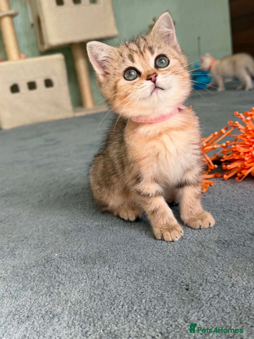British Shorthair cats for sale: 4 Gorgeous British Shorthair TICA kittens - Advert 28