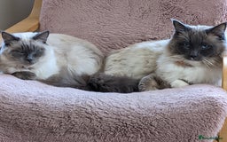 Ragdoll cats for sale: Blue point purebred ragdoll girl  - Image 28