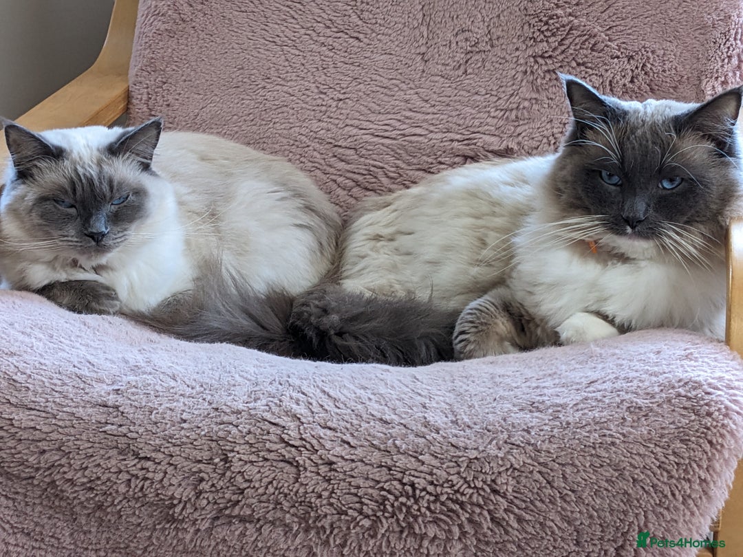 Ragdoll cats for sale: Blue point purebred ragdoll girl  - Image 28