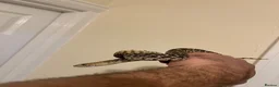Snake reptiles for sale: Bull snake  - Advert 3