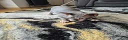 Sphynx cats for sale: sphynx cat for sale in Leeds - Advert 6