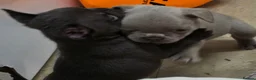 French Bulldog dogs for sale: French bulldog puppies  - Advert 24