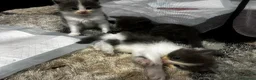 Ragdoll cats for sale: Six beautiful Ragdoll and snowshoe kittens in Newport Pagnell - Advert 6