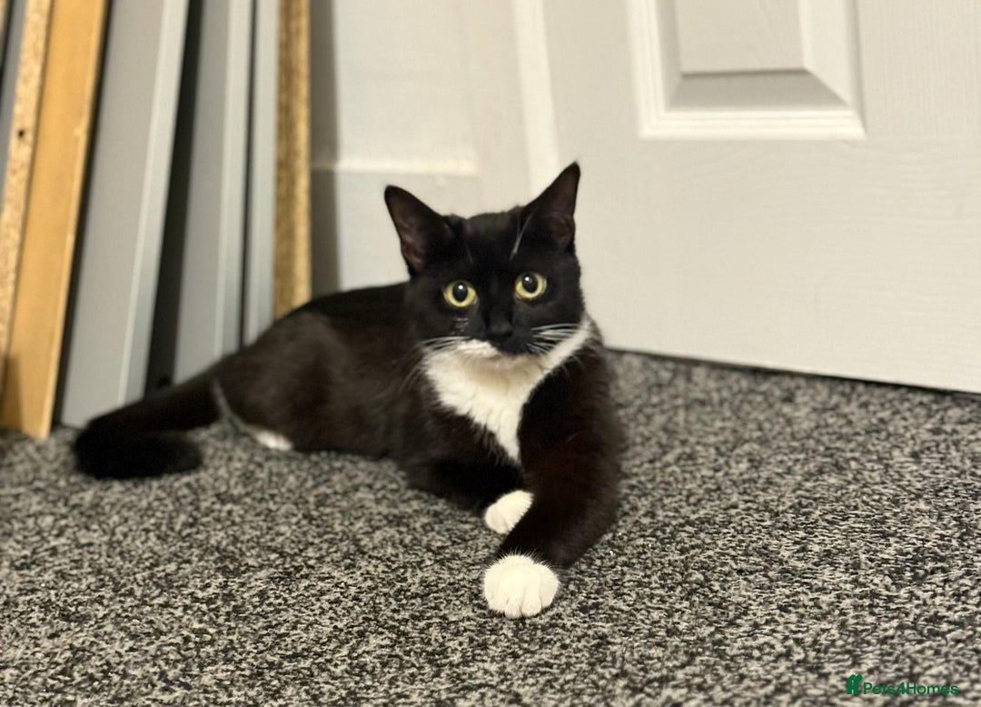 Mixed Breed cats for adoption: Young and friendly rescue, luna needs new home - Advert 5