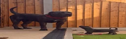 Cane Corso dogs for sale: X-Man Bloodline, Pedigree Cane Corso Puppies - Advert 5