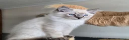 Ragdoll cats for sale: Gorgeous seal tabby male Ragdoll kittens  - Advert 10