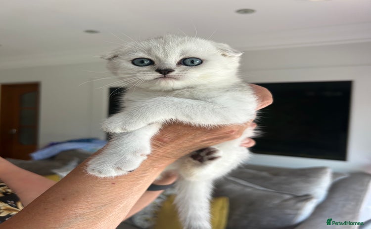 Scottish Fold cats - Advert 5