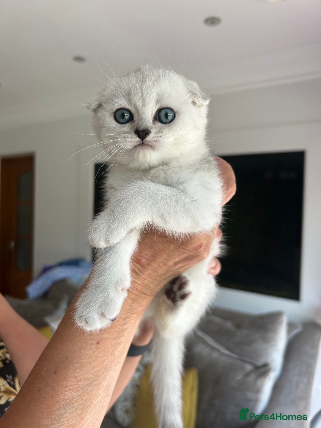 Scottish Fold cats for sale: LAST ONE - READY to LEAVE - PEDIGREE  - Image 1