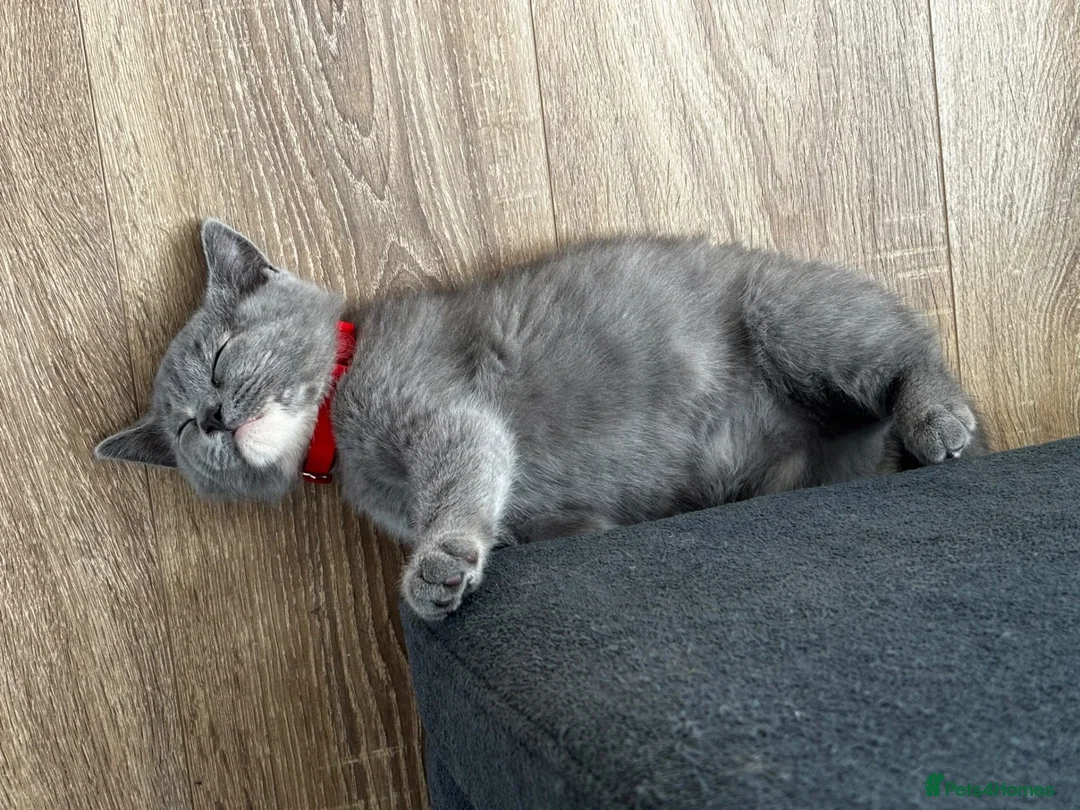 British Shorthair cats for sale: British Bluehead for sale!  in Enfield - Advert 2