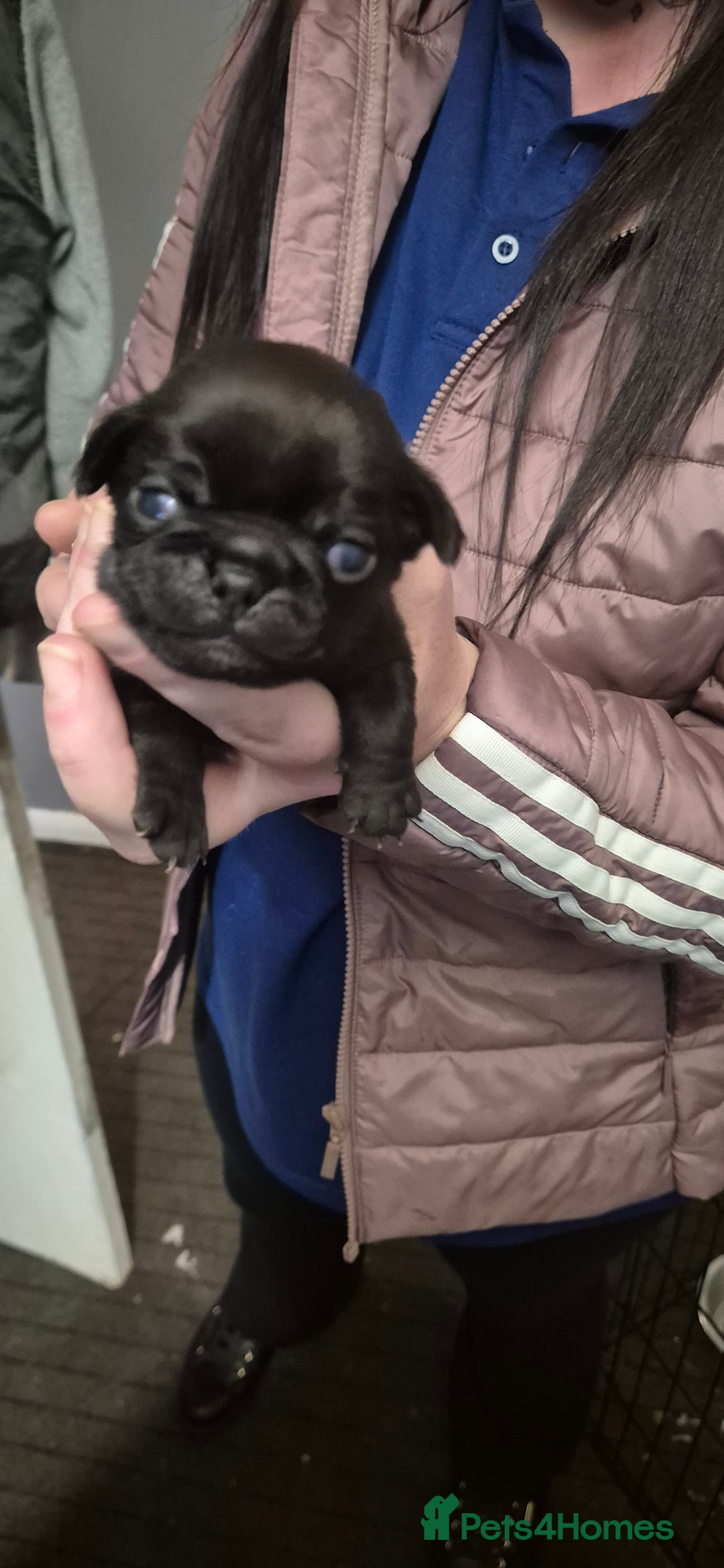 Pug dogs for sale: 4 beautiful pugs  - Image 18