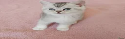 British Shorthair cats for sale: Stunning silver shaded British shorthair kitten - Advert 7