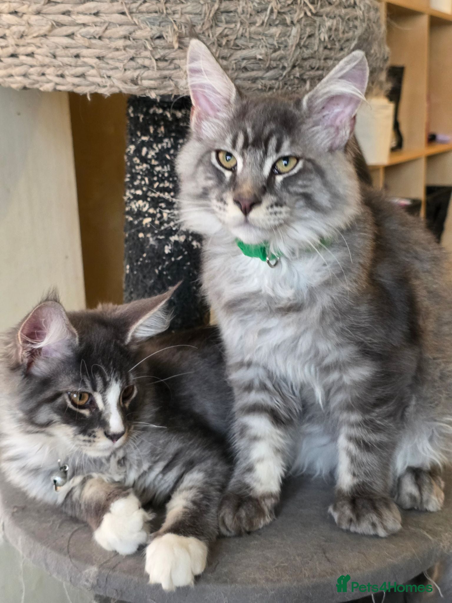 Maine Coon cats ❤️ TICA Registered Maine Coon Kittens Ready Now ❤️ - Advert 2