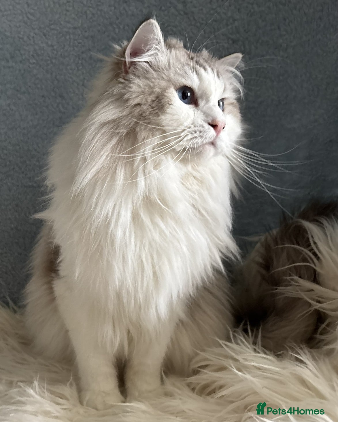 Ragdoll cats Proven Stud Stunning Ragdoll Male  Active Register - Advert 5