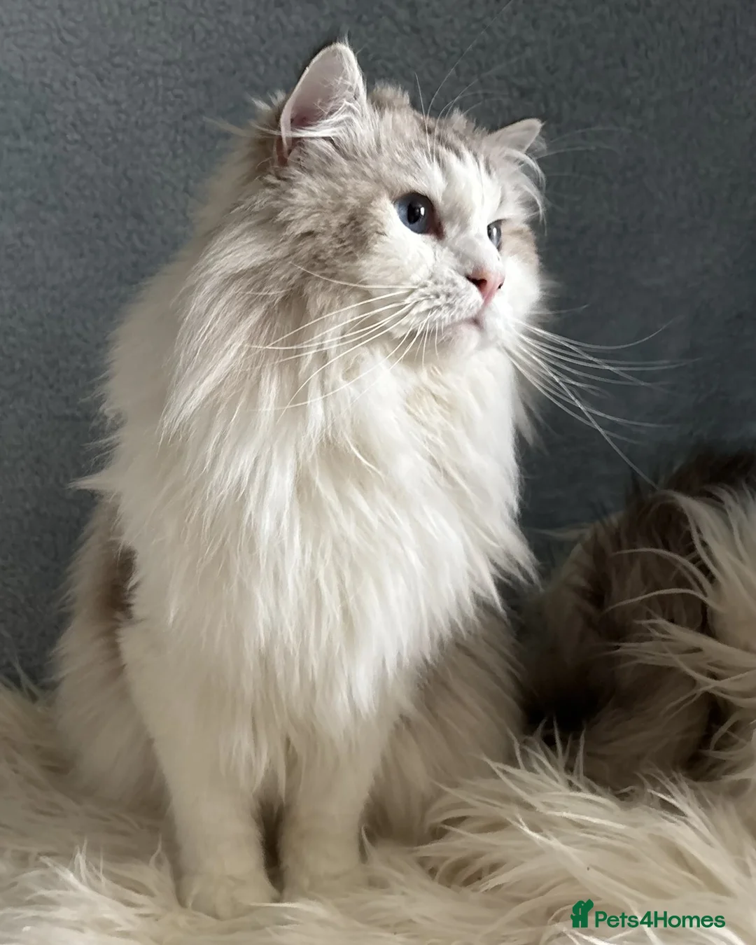 Ragdoll cats for sale: Stunning Ragdoll Male - Active Register - Advert 2