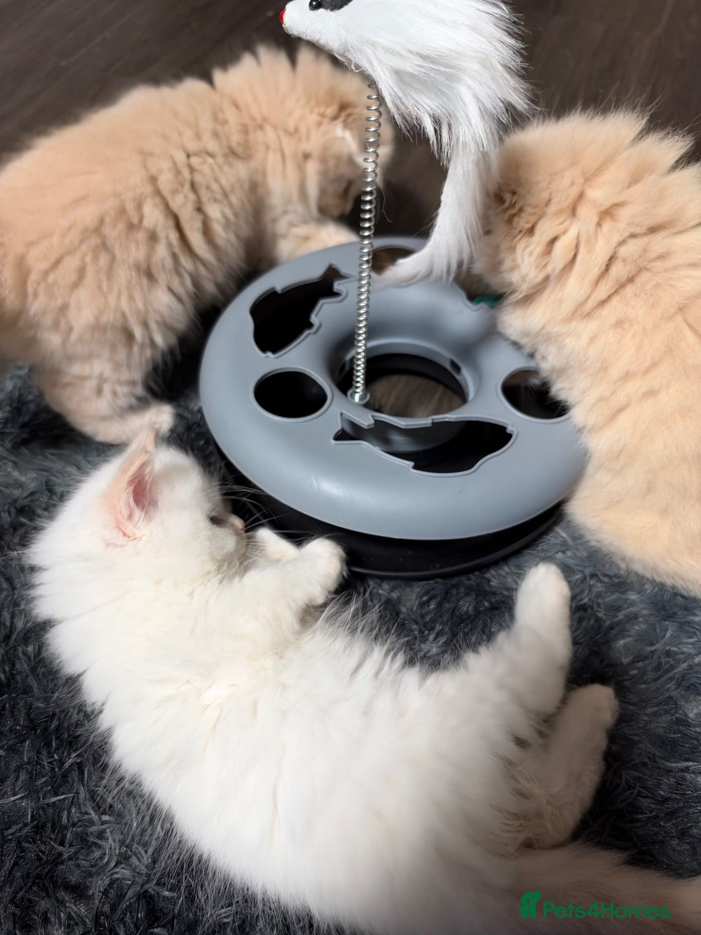 Scottish Fold cats for sale: Fold & Straight Kittens Looking for Loving Homes - Advert 2