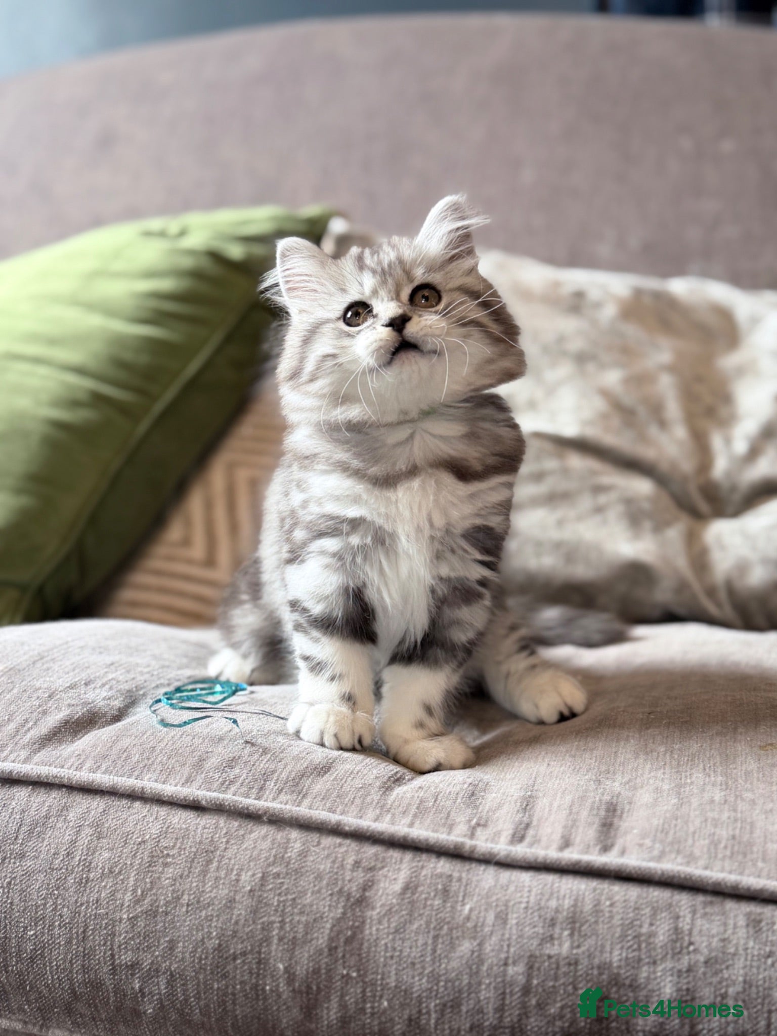 British Longhair cats ONE LEFT!GCCF British Longhair SilverTabby PKDfree - Advert 2