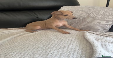 Italian Greyhound dogs - Advert 8