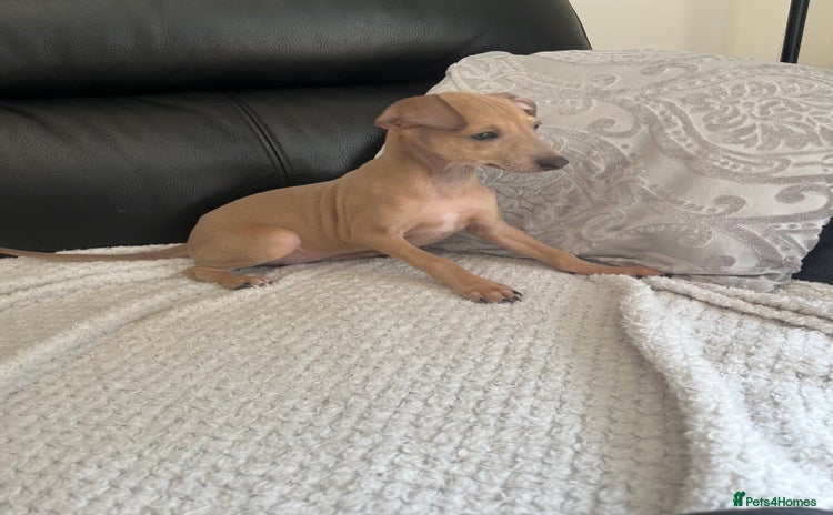 Italian Greyhound dogs - Advert 1