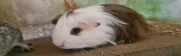 Guinea Pig rodents for sale: Male guinea pigs sheltie and short coated - Advert 11