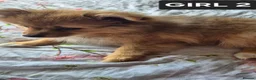 Pomeranian dogs for sale: Fox face pomeranians - Advert 10