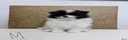 Pomeranian dogs for sale: Pomeranian Puppies – Home Raised With Mum & Dad - Advert 39