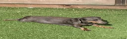 Miniature Dachshund dogs for sale: 3 Stunning Black/Tan Mini Dachshund Girls - Advert 17