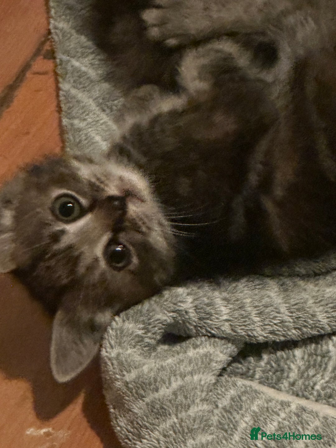 Maine Coon cats for sale: Maincoon cross ragdoll - Advert 10