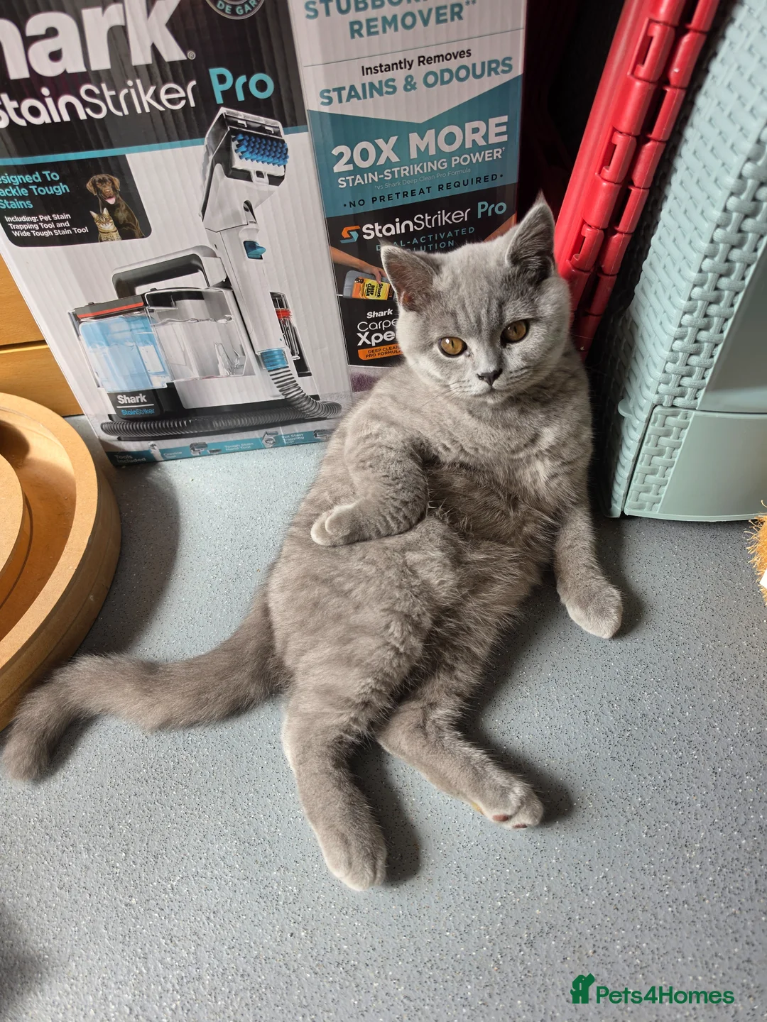 British Shorthair cats for sale: Only 1 burgundy boy left - Advert 2