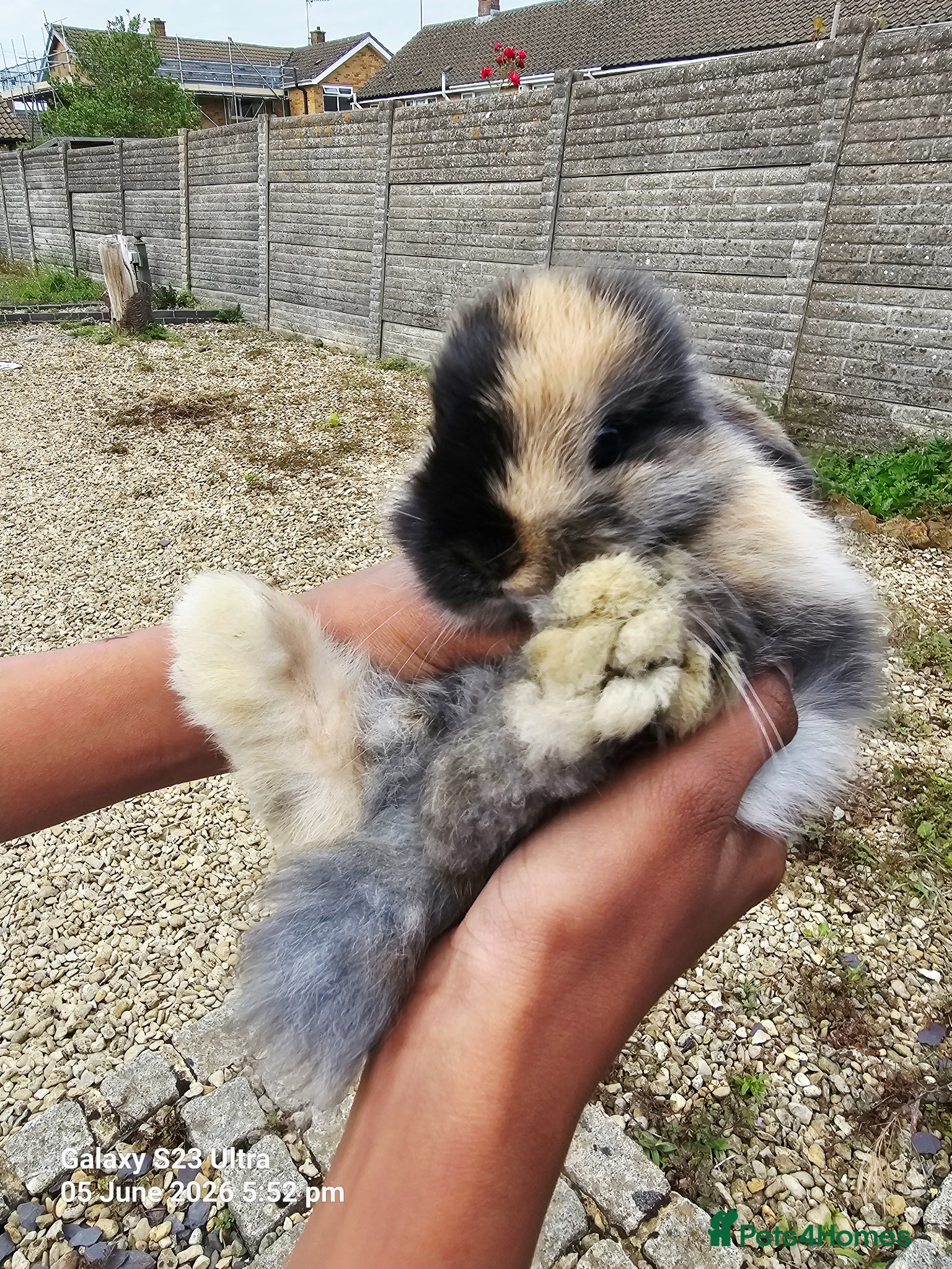 Mini Lop rabbits Mini Lop Rabbits for sale - Advert 1