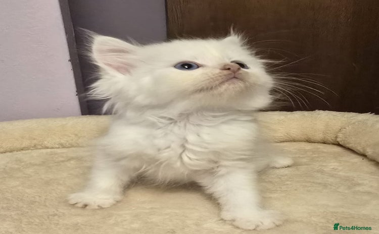 Siberian cats - Advert 5
