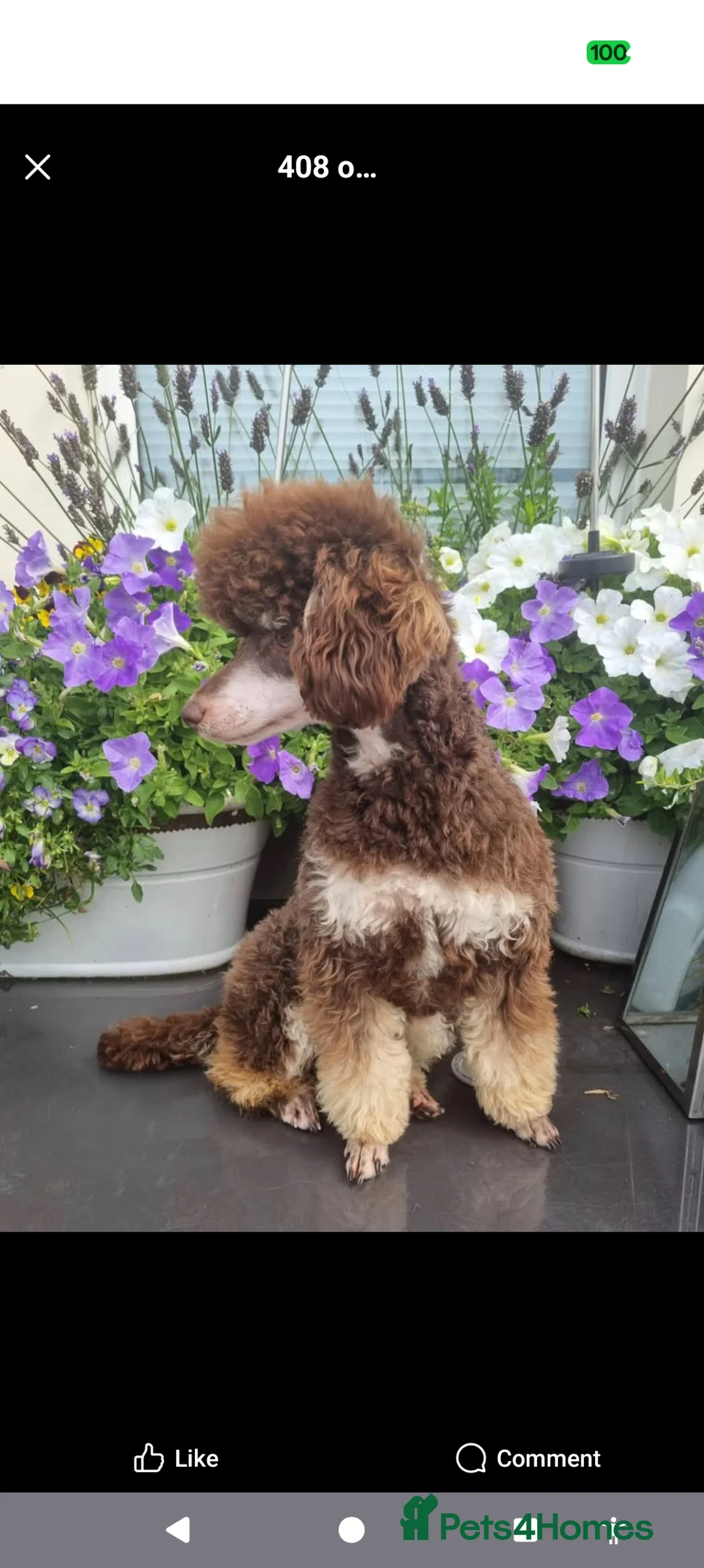 Toy Poodle dogs for sale: Stunning KC Reg Toy Poodle Puppies  - Advert 20