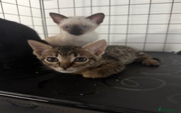Bengal cats for sale: 1 (Left) Beautiful Bengal x Siamese kittens  in Sudbury - Image 5