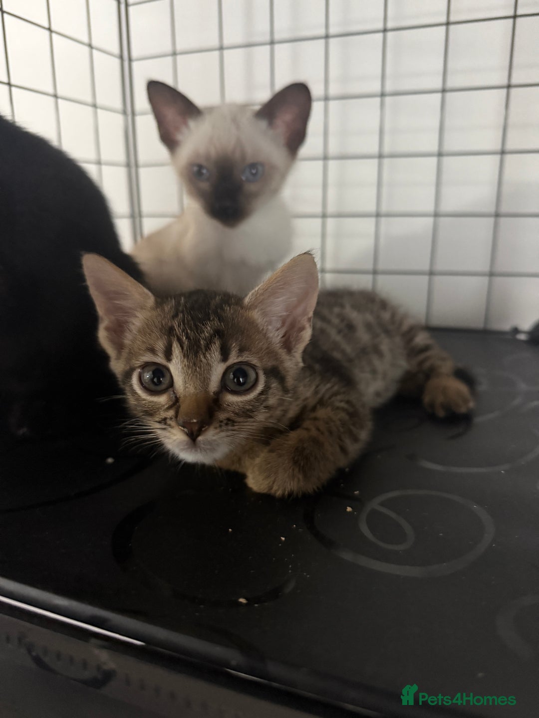 Bengal cats for sale: 1 (Left) Beautiful Bengal x Siamese kittens  in Sudbury - Image 5