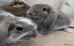 French Lop rabbits for sale: Beautiful Purebred French Lops For Sale - Image 10