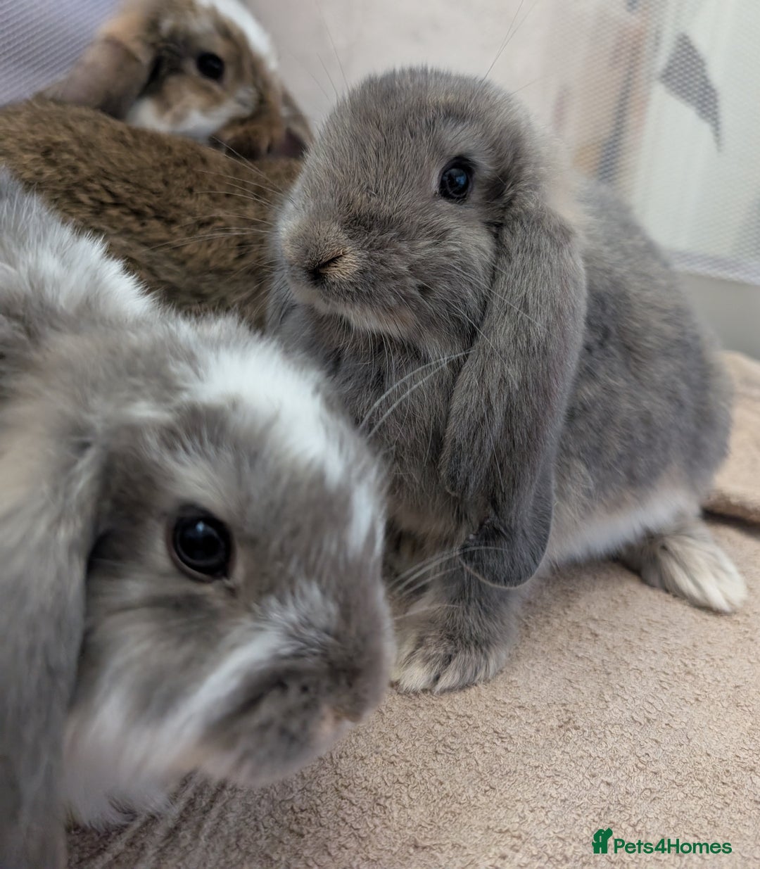 French Lop rabbits for sale: Beautiful Purebred French Lops For Sale - Image 10