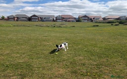 Border Collie dogs for sale: Luna  - Advert 5