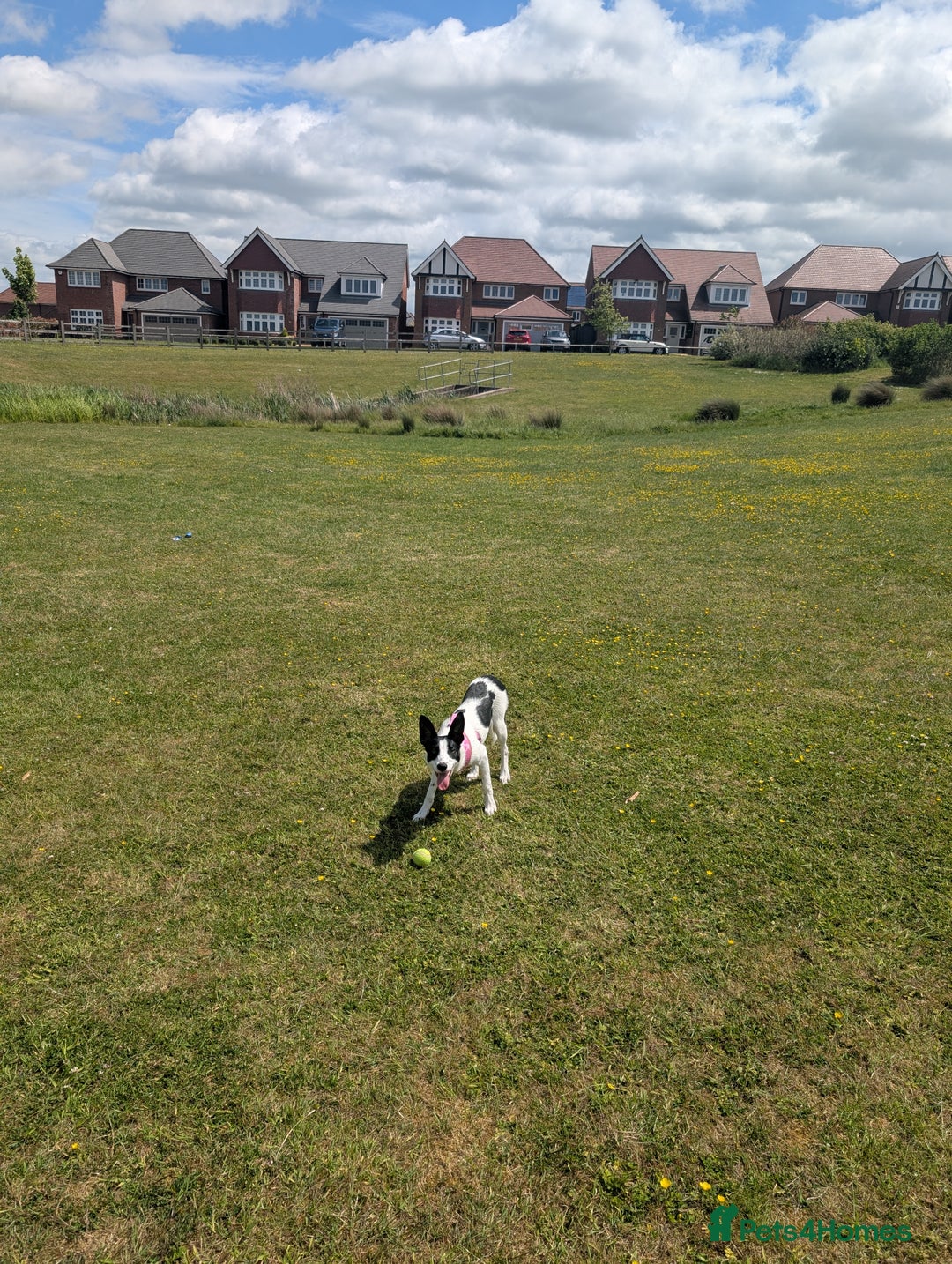 Border Collie dogs for sale: Luna  - Advert 5