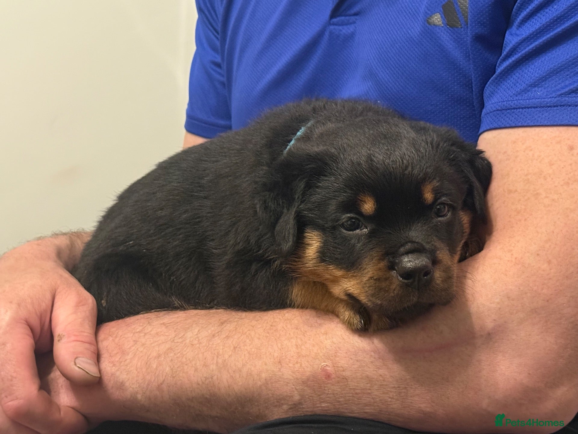 Rottweiler dogs Rottweiler pups  - Advert 24