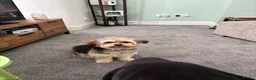 Morkie dogs for sale: Milo  in Liverpool - Advert 11