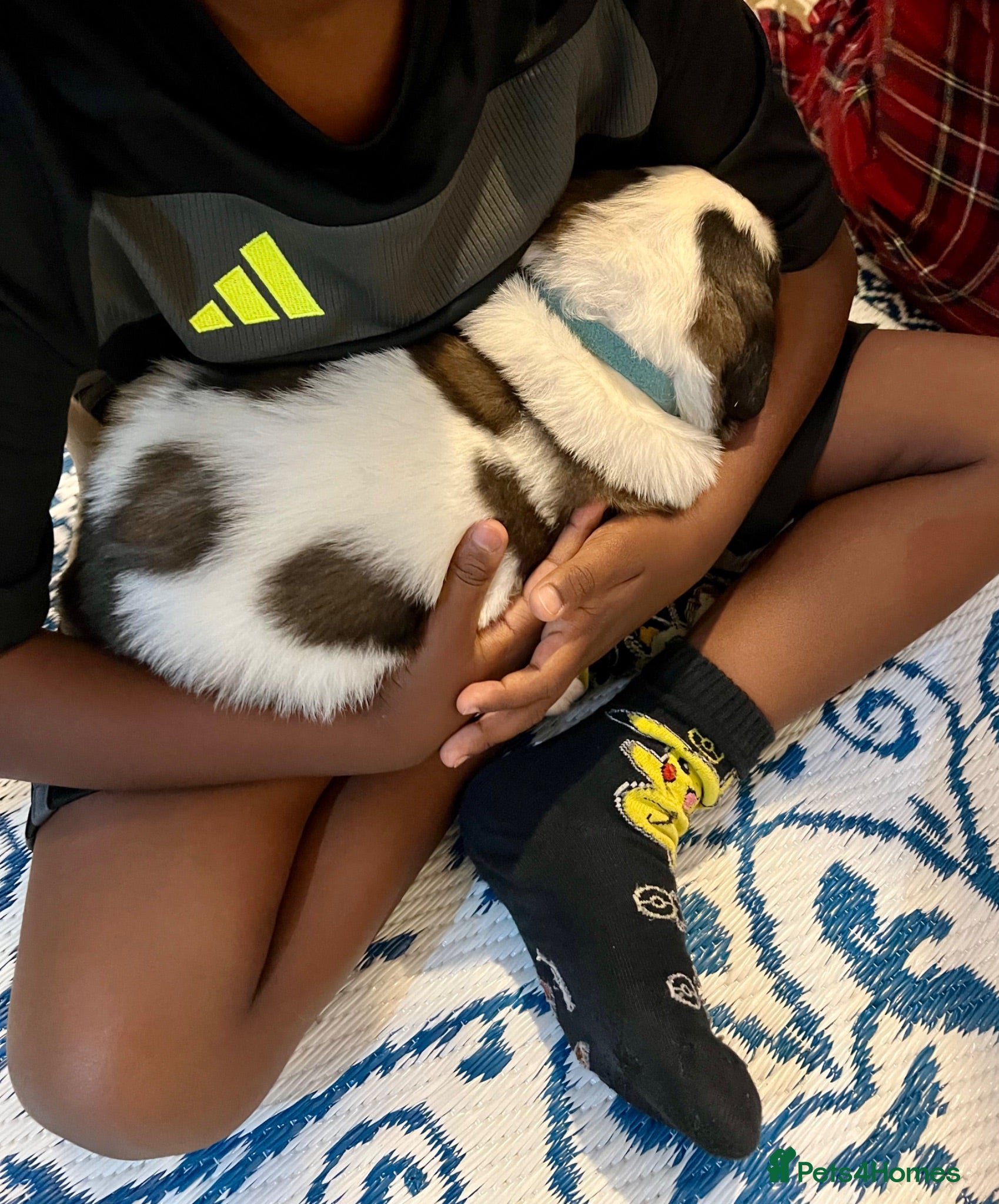 Saint Bernard dogs Beautiful KC registered show quality Puppies.  - Advert 2