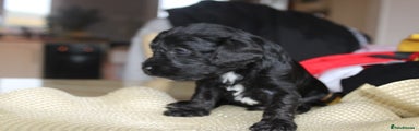 Cavapoo Puppy 2 black white chest elvis