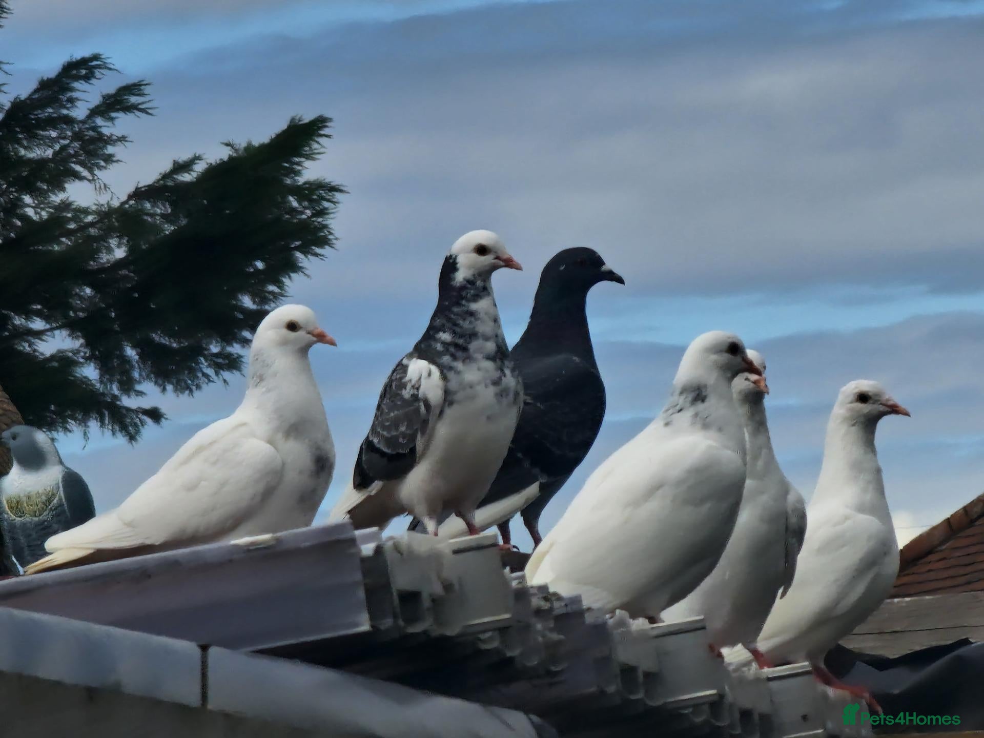 Pigeons birds White Tumbler baby pigeon for sale - Advert 9