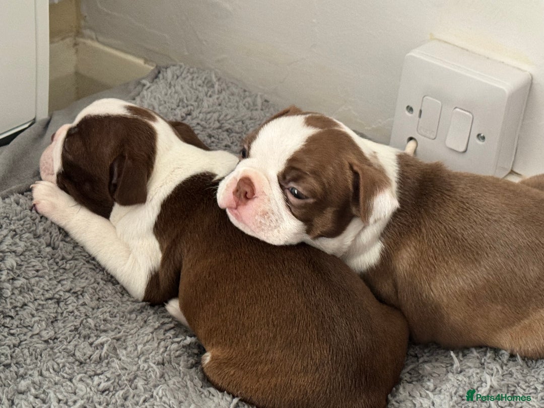 Boston Terrier dogs for sale: Boston Terrier Pups  - Image 5