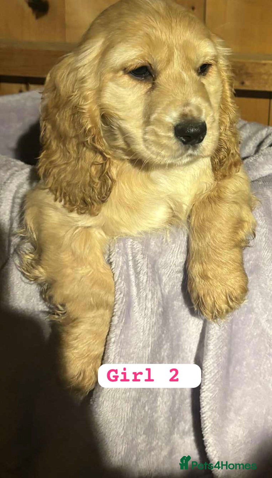 Cocker Spaniel dogs for sale: Cocker spaniel  - Advert 3