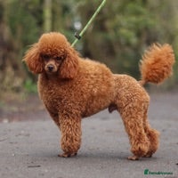 Toy Poodle dogs Red Toy Poodle KC Registered STUD in Southport - Advert 14