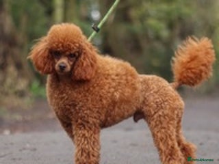 Toy Poodle dogs in Southport - Advert 29