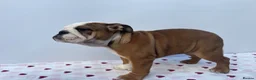 English Bulldog dogs for sale: English Bulldog Puppies  - Advert 13