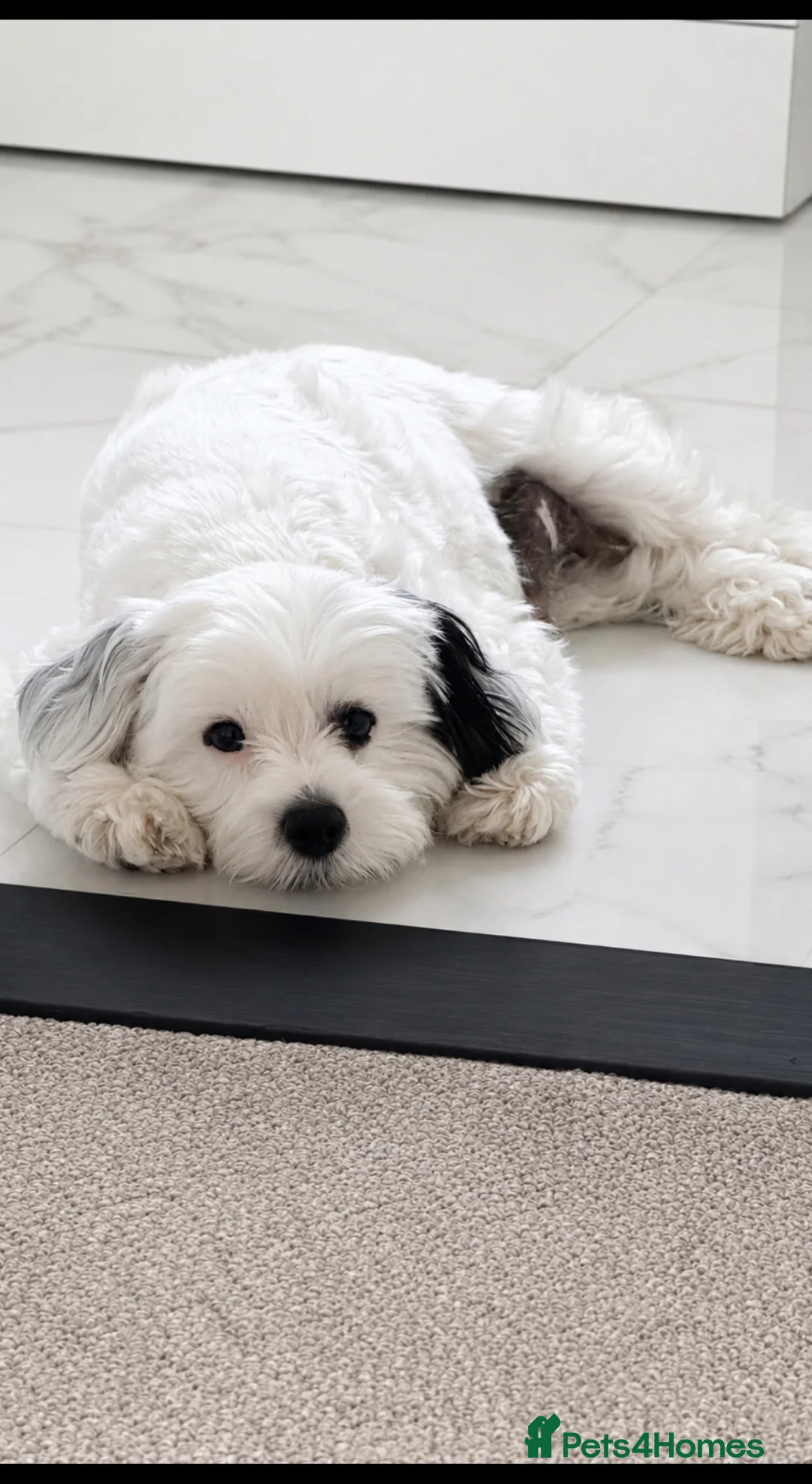 Maltipoo dogs for sale: Maltipoo puppies  - Advert 1