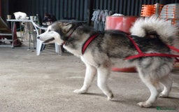 Alaskan Malamute dogs for stud: Alaskan Malamute Stud PROVEN in Darwen - Image 2