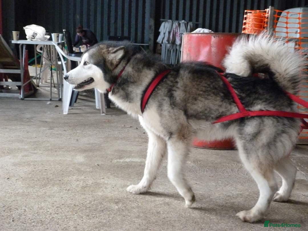 Alaskan Malamute dogs for stud: Alaskan Malamute Stud PROVEN in Darwen - Image 2
